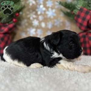 Oreo, Shih-Poo Puppy